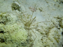 152 Yellowline Arrowcrab IMG 6140